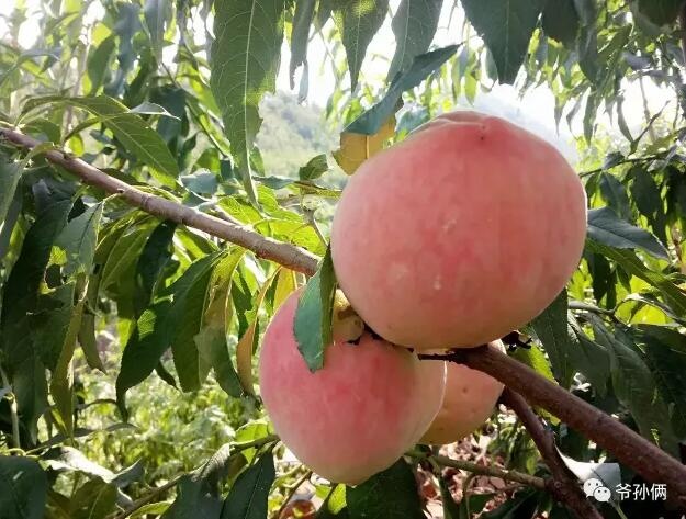 /upload/article/2017/08/23/11ea2a64-a359-4367-87df-6d5e39cb29e7.jpg /upload/article/2017/08/23/11ea2a64-a359-4367-87df-6d5e39cb29e7.jpg