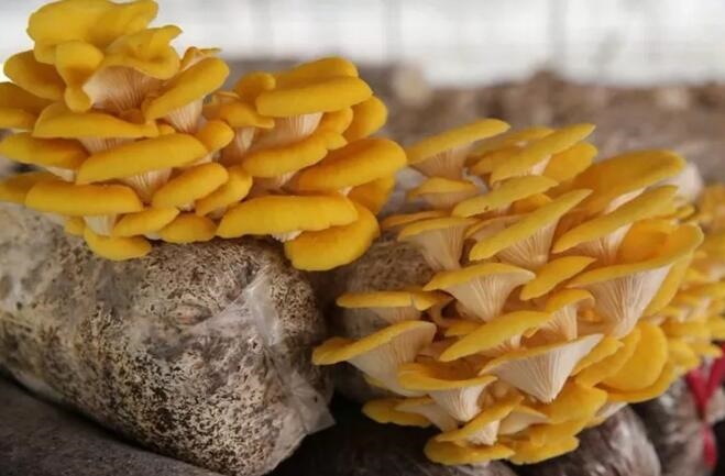 /upload/article/2017/10/17/e8410467-2cd6-4f0a-9534-9ce063f3b1ce.jpg /upload/article/2017/10/17/e8410467-2cd6-4f0a-9534-9ce063f3b1ce.jpg