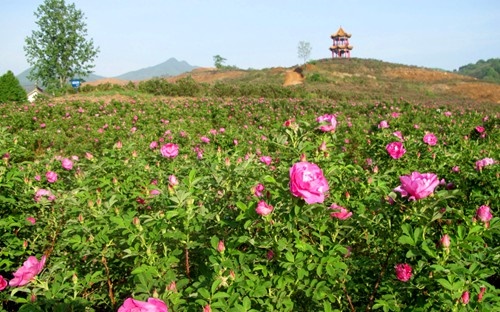 /upload/article/2018/06/07/36419c49-b207-4a63-b104-5632ec2d2a2e.jpg /upload/article/2018/06/07/36419c49-b207-4a63-b104-5632ec2d2a2e.jpg