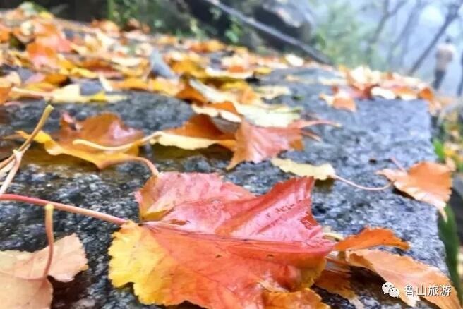 /upload/bbs/2017/11/19/8b8a1d14-62a6-4103-9d4e-3252d42fc440.jpg /upload/bbs/2017/11/19/8b8a1d14-62a6-4103-9d4e-3252d42fc440.jpg