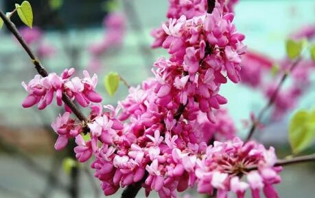 /upload/bbs/2018/04/18/0564c112-669c-4ef7-82ef-e9814179fe7d.jpg /upload/bbs/2018/04/18/0564c112-669c-4ef7-82ef-e9814179fe7d.jpg