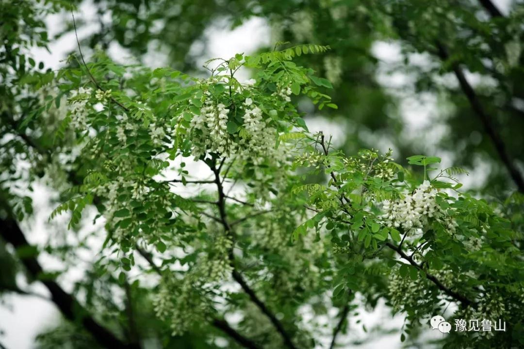 /upload/bbs/2018/04/23/8f6cb941-5d11-48d0-a99a-db9897fe962d.jpg /upload/bbs/2018/04/23/8f6cb941-5d11-48d0-a99a-db9897fe962d.jpg