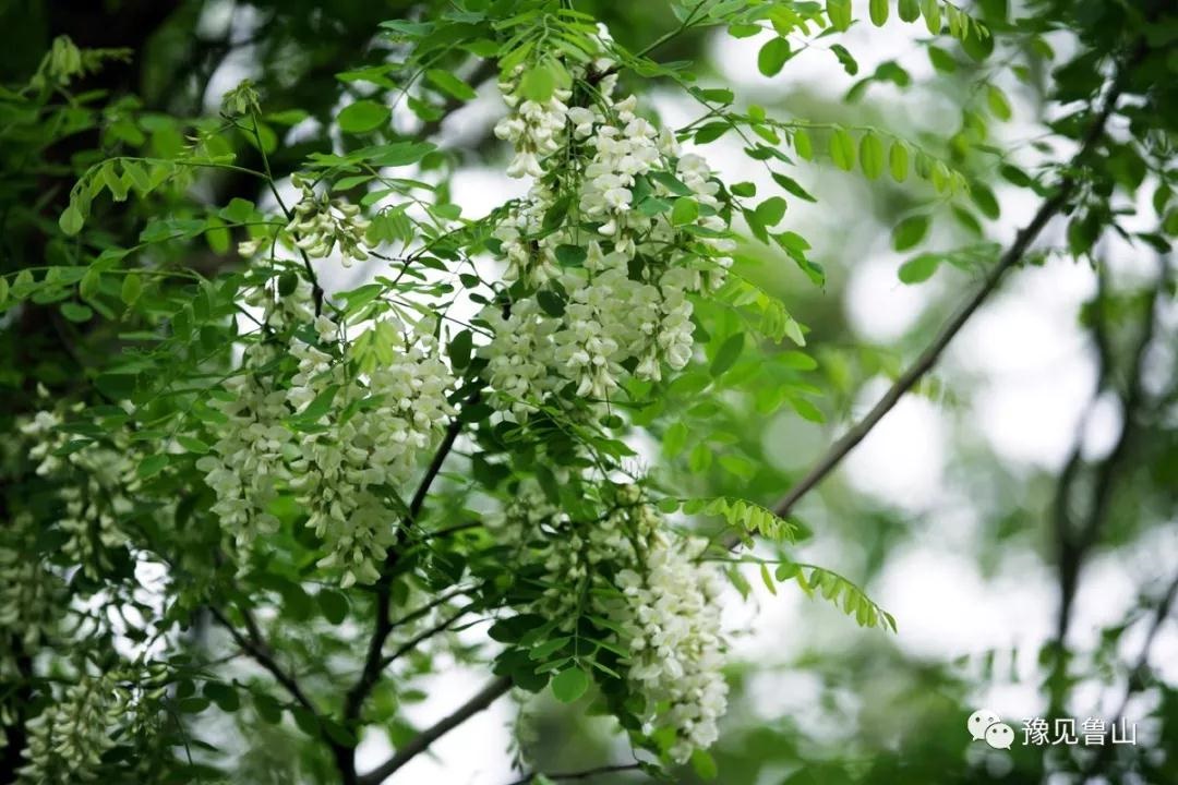 /upload/bbs/2018/04/23/dad9b546-e758-45c4-9ffb-6ce9cdaf8725.jpg /upload/bbs/2018/04/23/dad9b546-e758-45c4-9ffb-6ce9cdaf8725.jpg