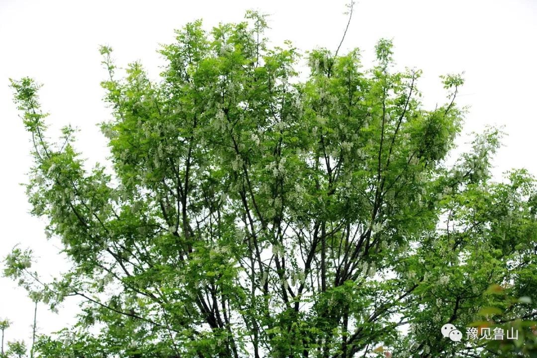 /upload/bbs/2018/04/23/e8c710f9-2eea-48cd-8d55-cc9d2b714b1e.jpg /upload/bbs/2018/04/23/e8c710f9-2eea-48cd-8d55-cc9d2b714b1e.jpg