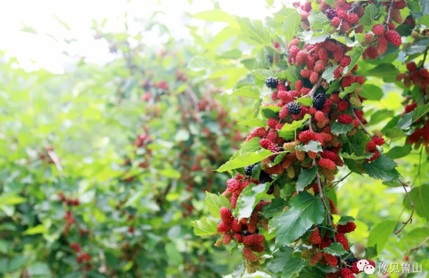 /upload/bbs/2018/05/10/41f2f0c4-6449-4b39-aced-c31d78d7aac9.png /upload/bbs/2018/05/10/41f2f0c4-6449-4b39-aced-c31d78d7aac9.png