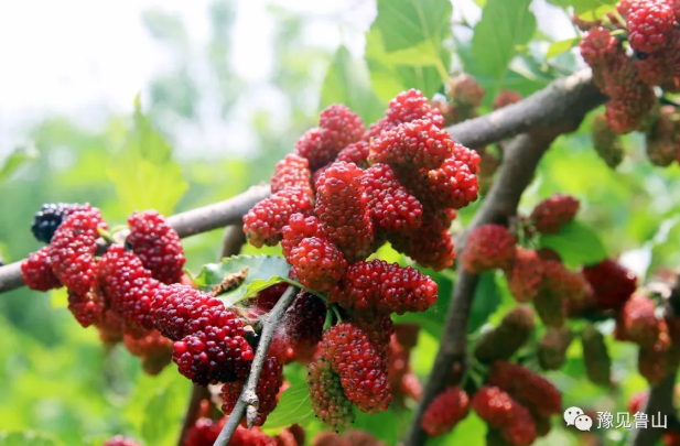 /upload/bbs/2018/05/10/6ae49caa-6b6c-4190-80b1-8b85b30562be.png /upload/bbs/2018/05/10/6ae49caa-6b6c-4190-80b1-8b85b30562be.png