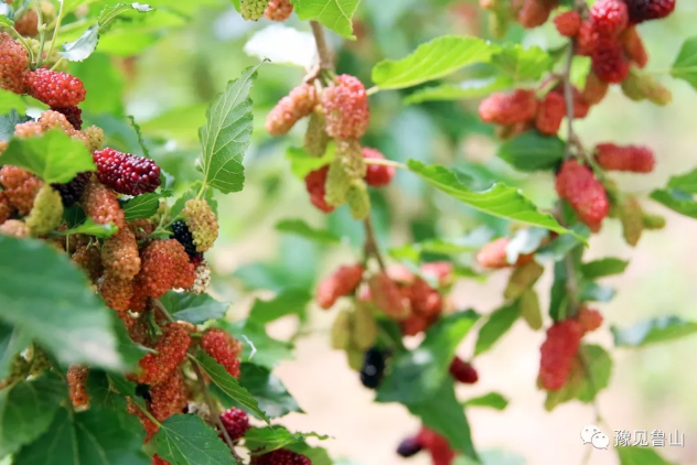 /upload/bbs/2018/05/10/82b814a4-5857-4ceb-963b-a534532c27e3.png /upload/bbs/2018/05/10/82b814a4-5857-4ceb-963b-a534532c27e3.png