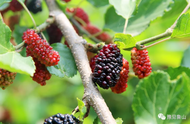 /upload/bbs/2018/05/10/eae0907f-340f-46e2-81d5-a13ee9b4c6e7.png /upload/bbs/2018/05/10/eae0907f-340f-46e2-81d5-a13ee9b4c6e7.png