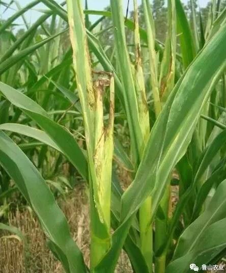 /upload/bbs/2018/07/18/7f290d17-de7f-4035-a89c-a708068471c3.jpg /upload/bbs/2018/07/18/7f290d17-de7f-4035-a89c-a708068471c3.jpg