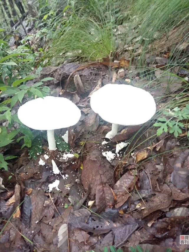 /upload/bbs/2018/07/20/22b990fd-9406-4125-807b-3a23afbaf46b.jpg /upload/bbs/2018/07/20/22b990fd-9406-4125-807b-3a23afbaf46b.jpg