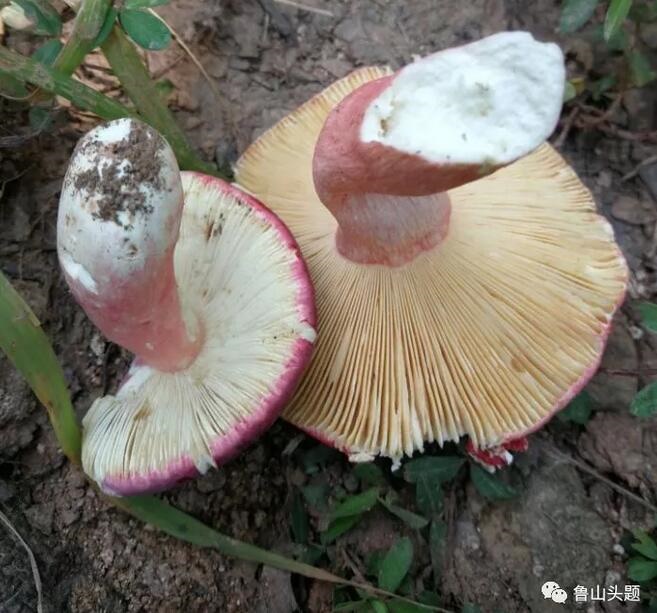 /upload/bbs/2018/07/22/7bd10ea2-5dda-4efd-8ce0-c93d8b45adf3.jpg /upload/bbs/2018/07/22/7bd10ea2-5dda-4efd-8ce0-c93d8b45adf3.jpg