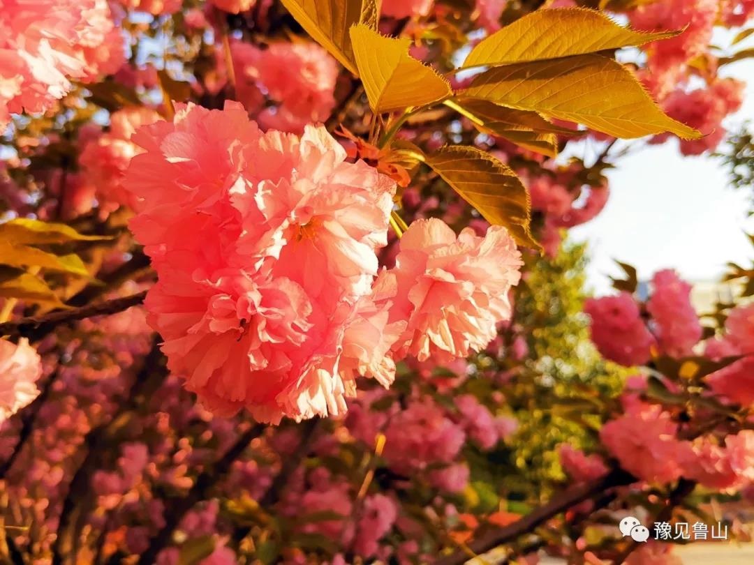 /upload/bbs/2019/04/08/ed371e66-139c-4a83-9ad8-a99b6d2527c2.jpg /upload/bbs/2019/04/08/ed371e66-139c-4a83-9ad8-a99b6d2527c2.jpg